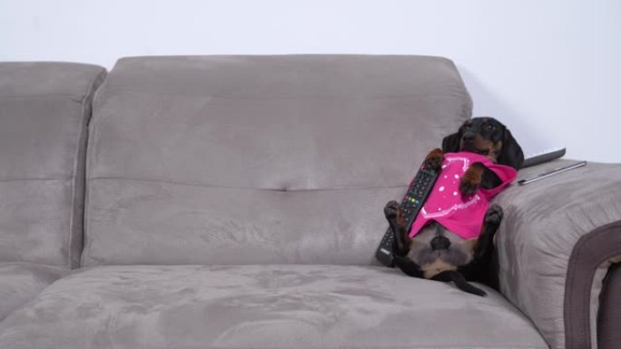 懒惰的腊肠犬小狗躺在沙发上，胸部有遥控器，看电视，不想做任何动作。不良的不健康习惯和久坐不动的生活方