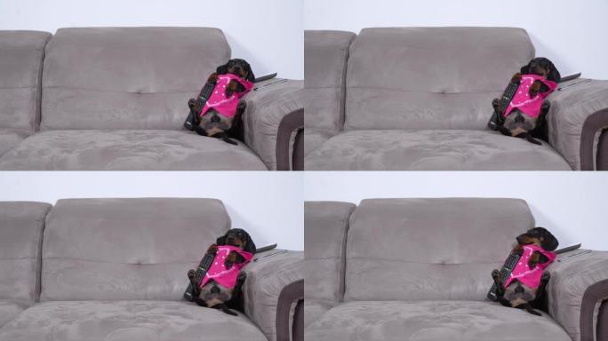 懒惰的腊肠犬小狗躺在沙发上，胸部有遥控器，看电视，不想做任何动作。不良的不健康习惯和久坐不动的生活方