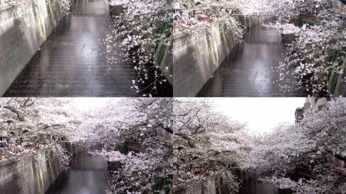 东京目黑区中目黑河的樱花树景观
