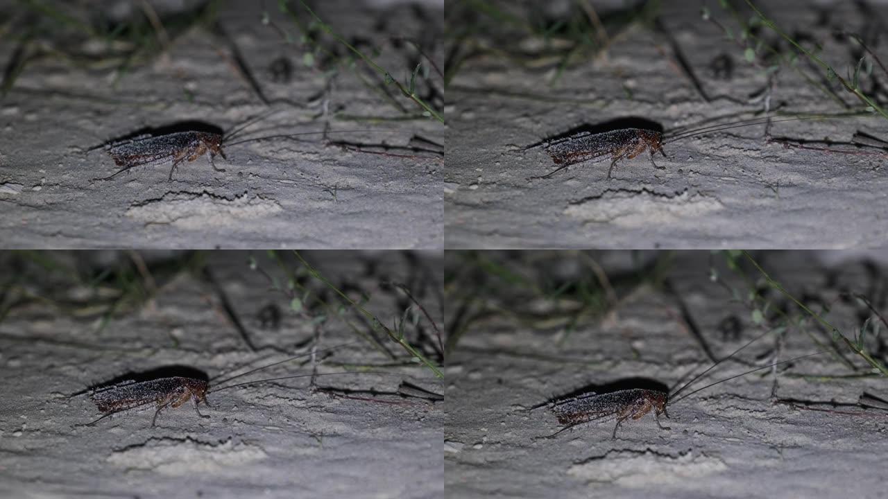 非洲大蟑螂，长触角在夜间沿着沙子爬行，桑给巴尔
