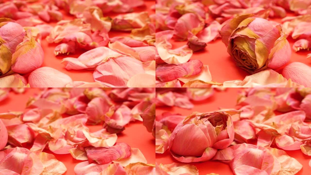 枯萎的花蕾上落下的玫瑰花瓣的特写。用玫瑰花瓣装饰的浪漫夜晚。自然主题中的衰老花朵。选择性聚焦。将摄像