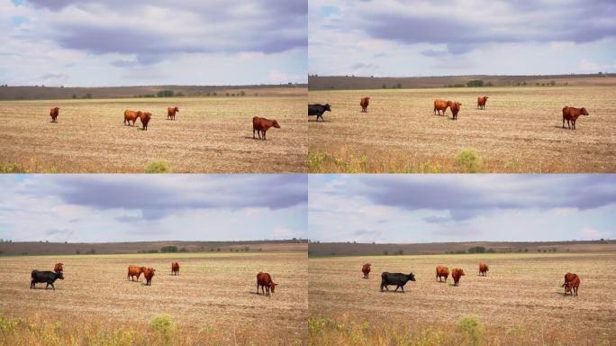 一群红牛在空旷的田野里，一只正走过一头吸引眼球的黑牛