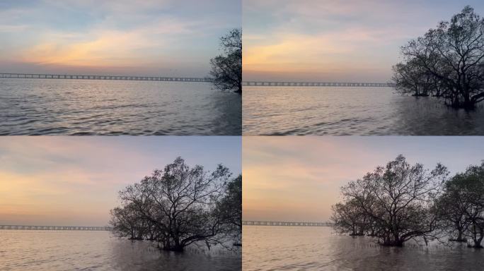 海边自然美景海水晚霞天空树桥分割感