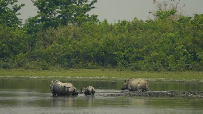 印度一角犀牛 (Rhinoceros unicornis) 在水中以慢动作放牧和放松