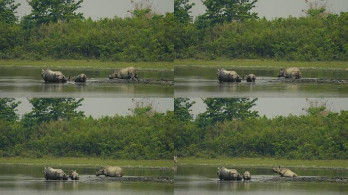 印度一角犀牛 (Rhinoceros unicornis) 在水中以慢动作放牧和放松