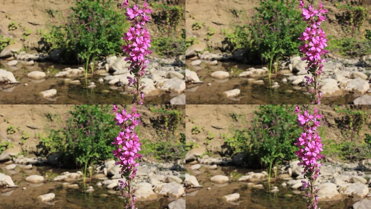河流背景下的粉红色花朵在风中飘动