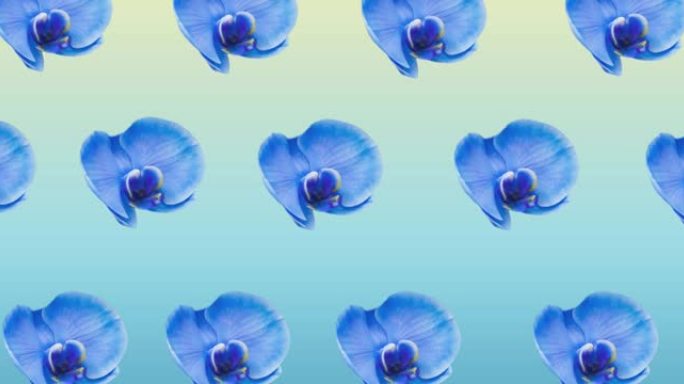 蓝色背景上移动的一排排蓝色花朵的组成