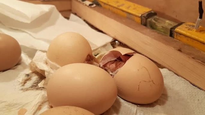 从孵化器中的鸡蛋中诞生的小鸡
