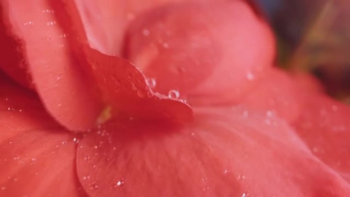 花瓣上有水滴的神奇花朵在花园里生长