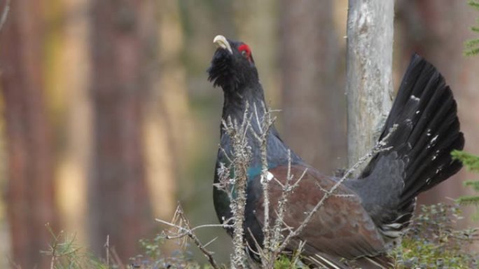 西部刺山柑 (Tetrao urogallus)