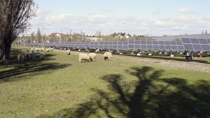 放牧绵羊群和太阳能系统的背景