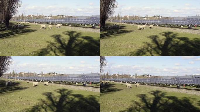 放牧绵羊群和太阳能系统的背景