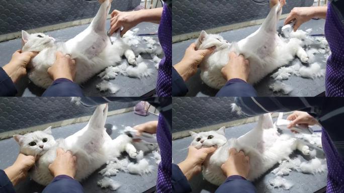 剪刀手剪猫毛。兽医在宠物美容院剪猫。