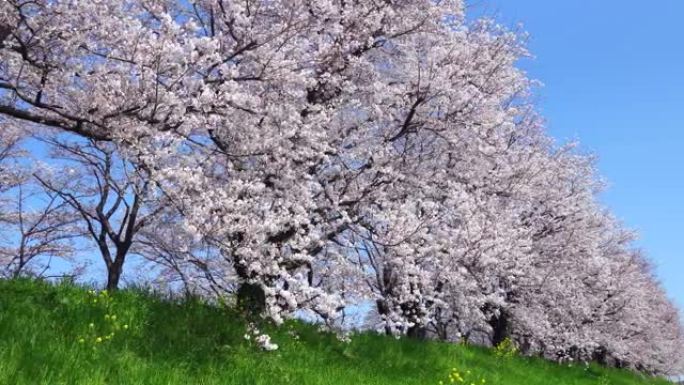 樱花景观晴朗的天空、非都市场景