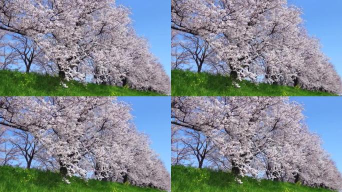 樱花景观晴朗的天空、非都市场景