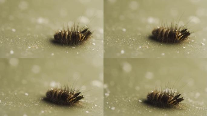 地毯甲虫幼虫在肮脏的地板上爬行。小昆虫。
