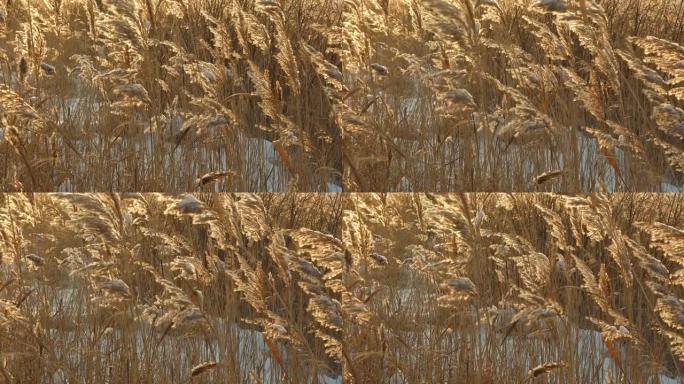 干米色芦苇。冬天，金色的潘帕斯草在阳光下在风中飘动。美丽抽象的自然趋势背景。最小概念