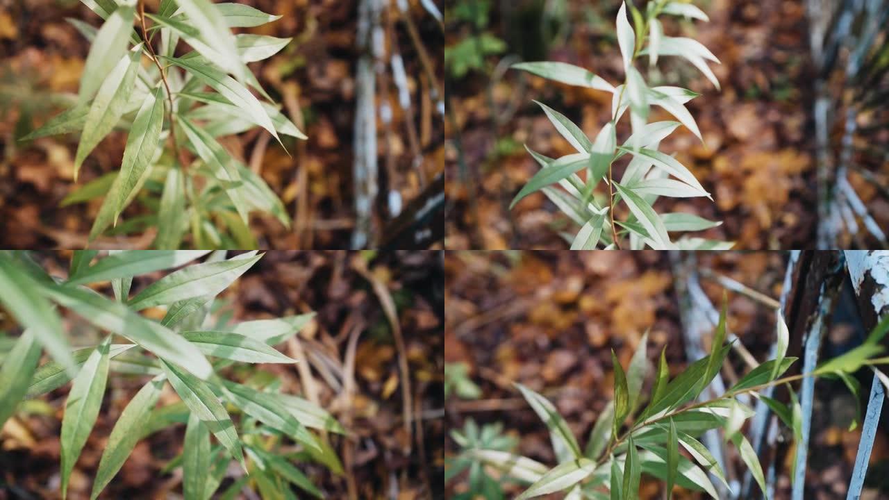 公园黄色叶子中的绿色植物。拍摄秋天的植物特写