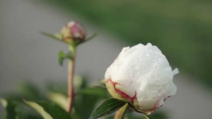 白牡丹花，雨后露珠，公园里美丽的花朵。盛开的牡丹花。