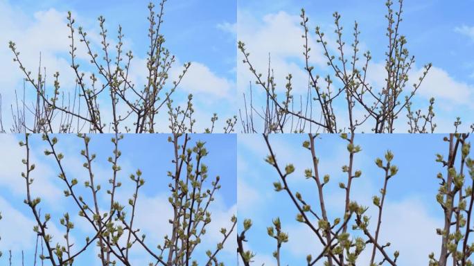 花园中苹果树的树枝在风中摇摆，逆天，早春。