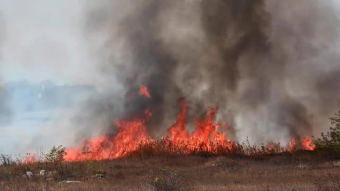 一场大火在一个小镇的边界内燃烧着干草和芦苇和小麦。火灾和自然灾害。大火焰和浓浓的黑烟
