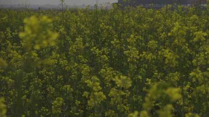 黄芥末花开满了田地。黄色花朵背景。慢动作视频。