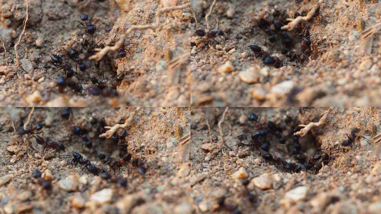 黑蚂蚁挖洞