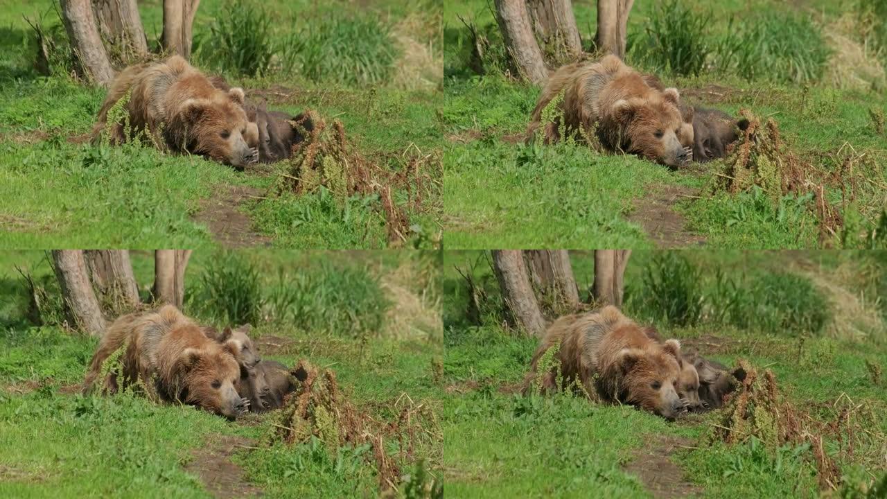 棕熊妈妈和幼崽休息