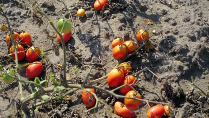 番茄作物的死亡。干旱和高温破坏了植物和蔬菜