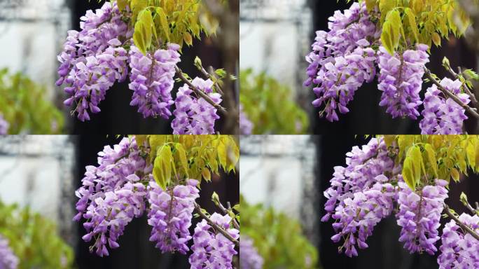 苏州园林雨中的紫藤花