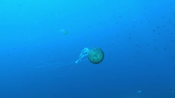 混浊水中的水母-海底生物