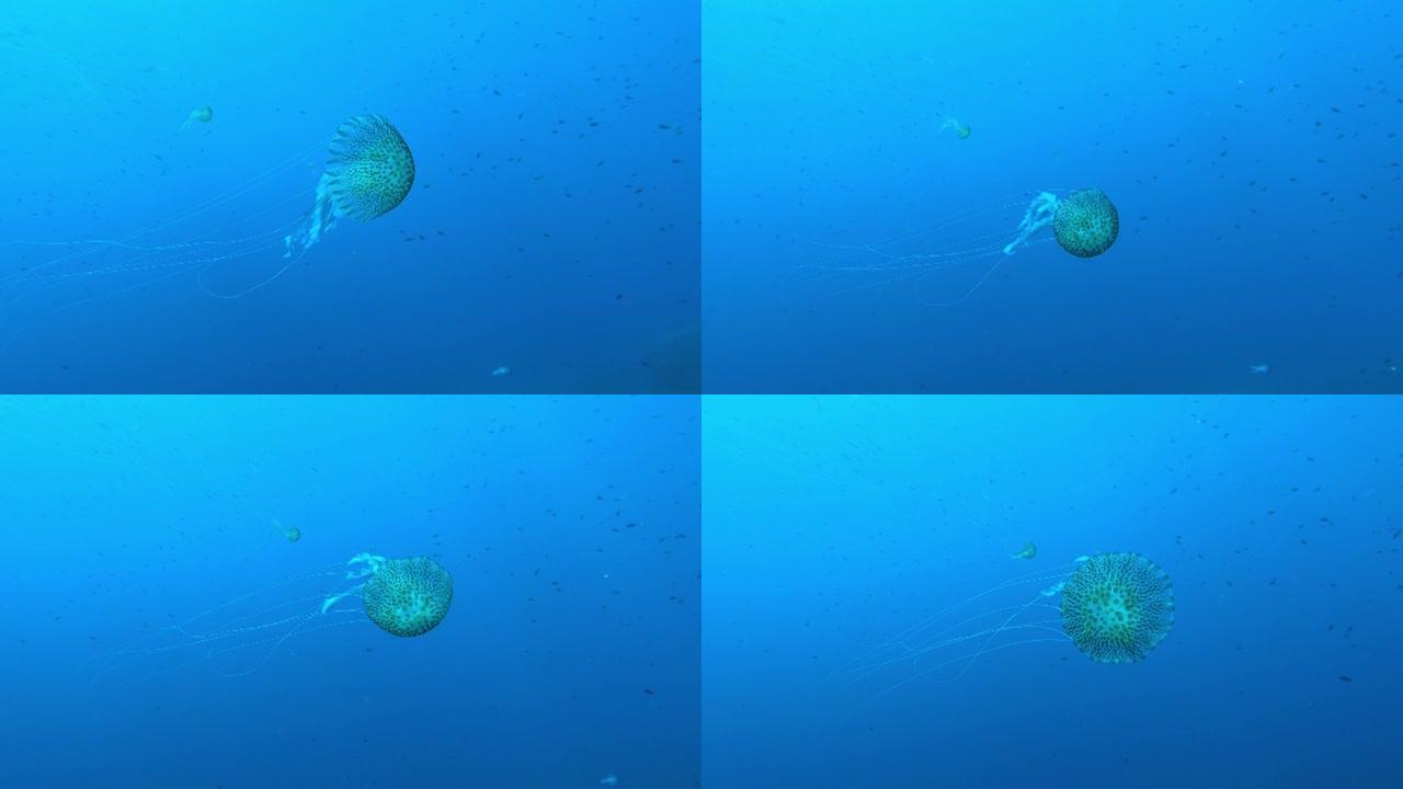 混浊水中的水母-海底生物