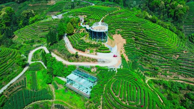 唯美茶园风光川茶基地雅安大地指纹茶园