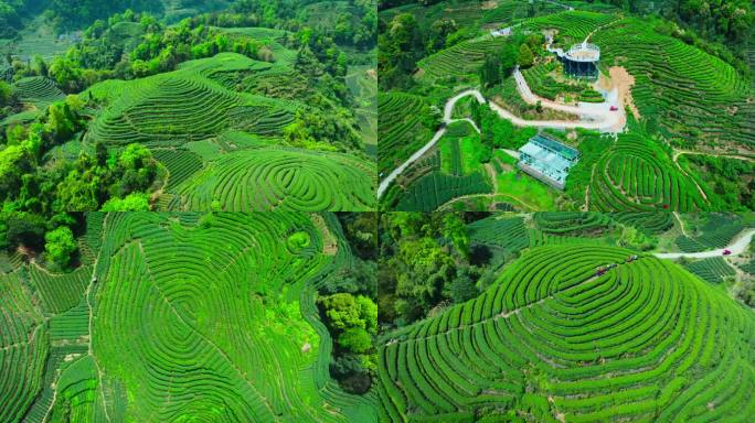 唯美茶园风光川茶基地雅安大地指纹茶园