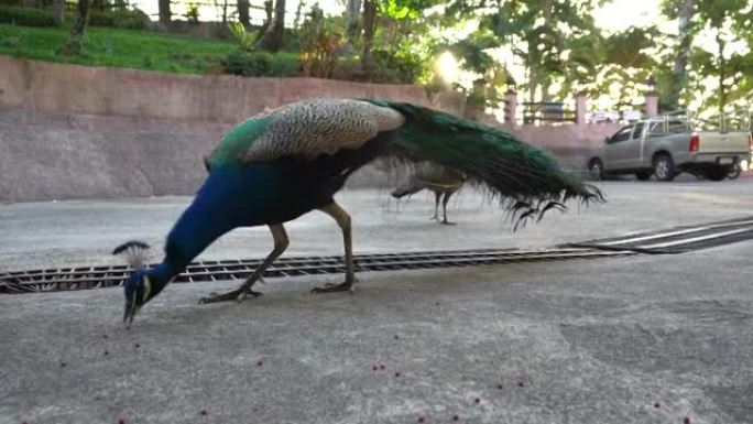 孔雀在路上吃食物。热带