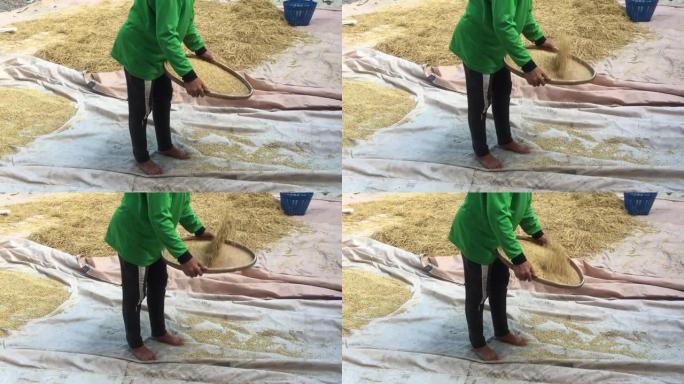 亚洲女农民在编织托盘上风选稻米，以在收获后去除谷壳