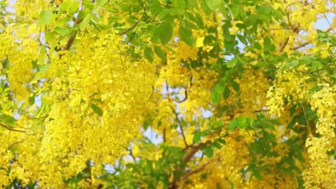 金色淋浴或决明子瘘管花束黄色花朵在花园里盛开