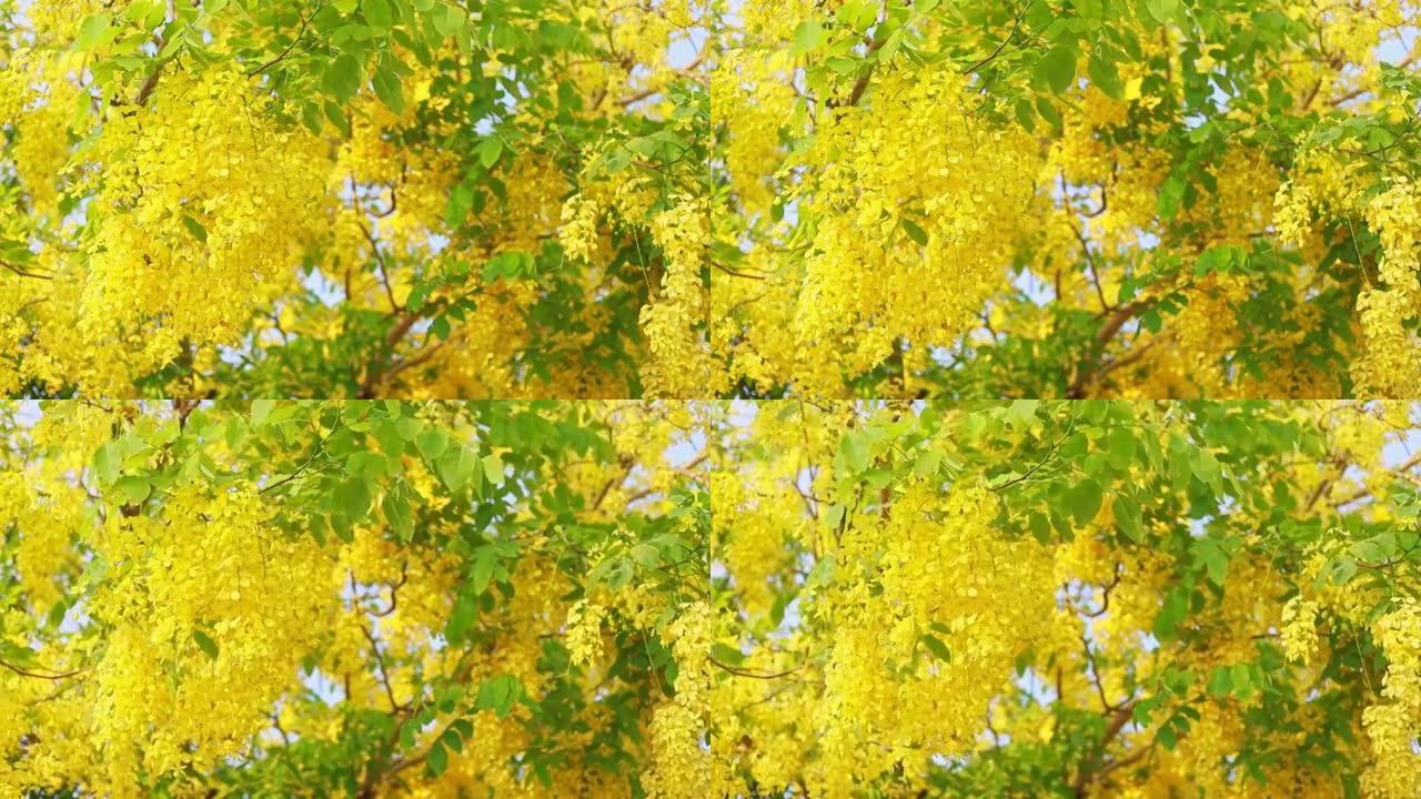 金色淋浴或决明子瘘管花束黄色花朵在花园里盛开