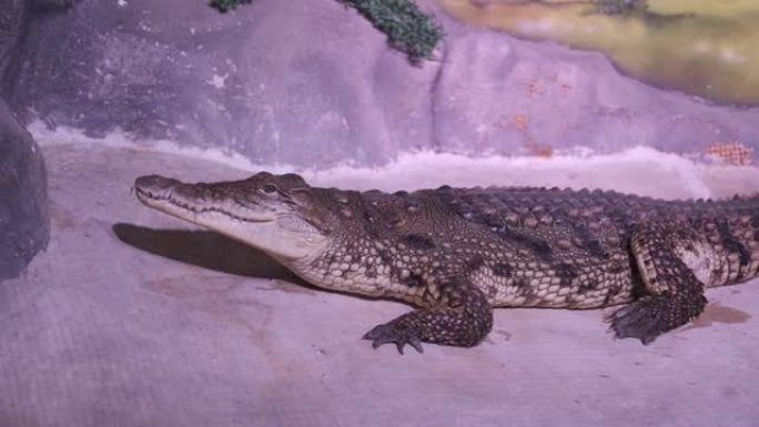 一条长长的鳄鱼躺着，看着镜头，咬牙切齿。