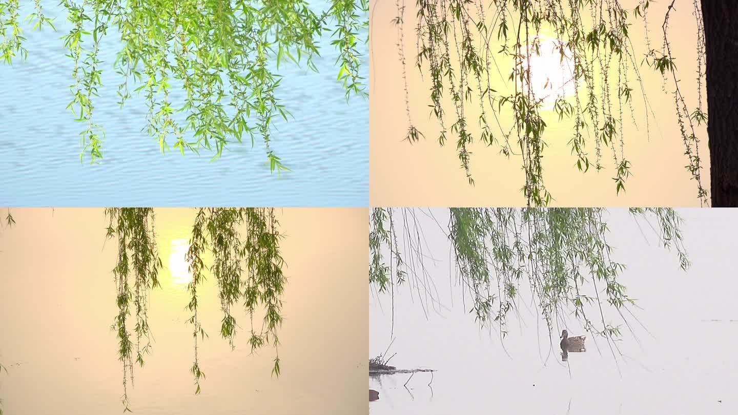 滨河湿地野垂柳生动物
