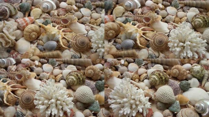 珊瑚和不同的热带贝壳