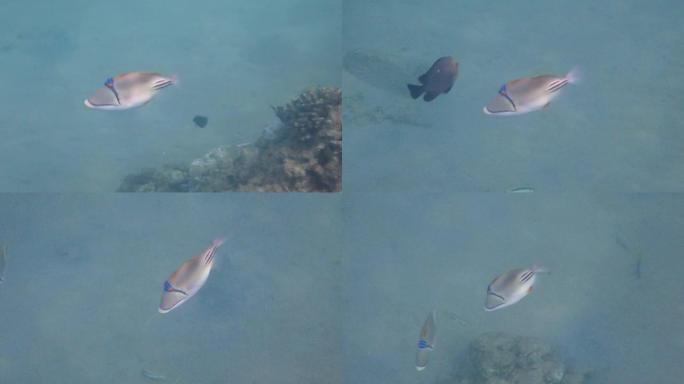 名为毕加索触发鱼的异国珊瑚鱼，