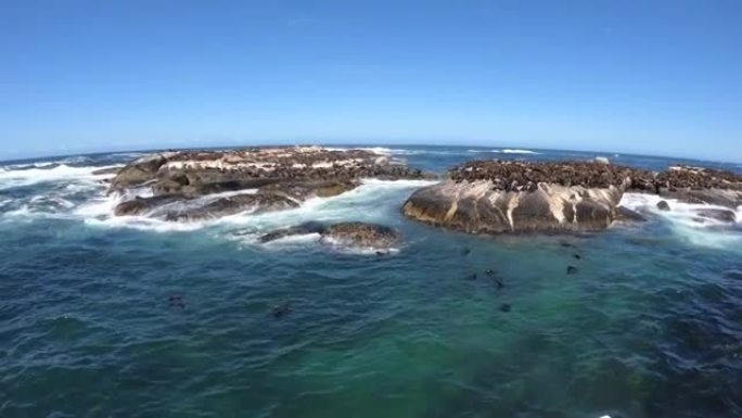 南非开普敦附近的海豹岛乘船旅行野生动物哺乳动物殖民地广角晴朗的蓝天