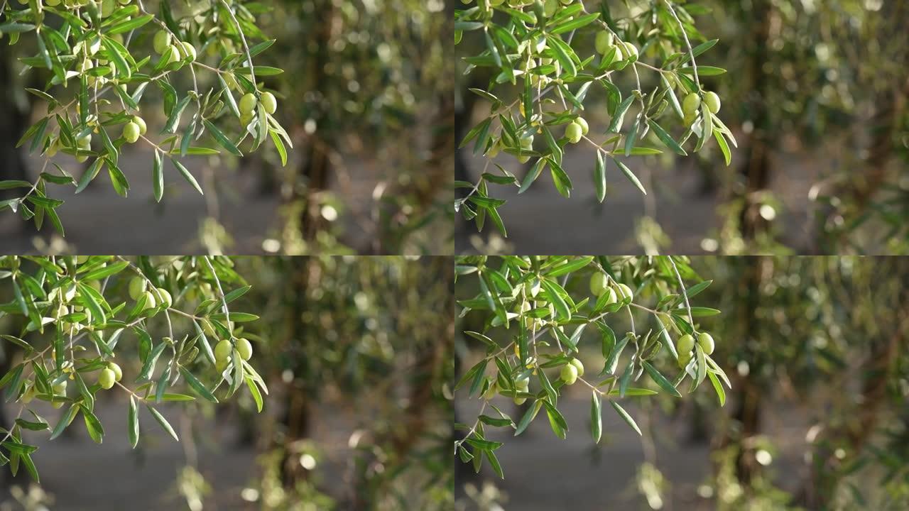 带有阳光的橄榄树枝的特写视图