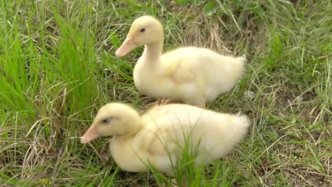 两只黄色的小鸭子在新鲜的空气中行走，吃草