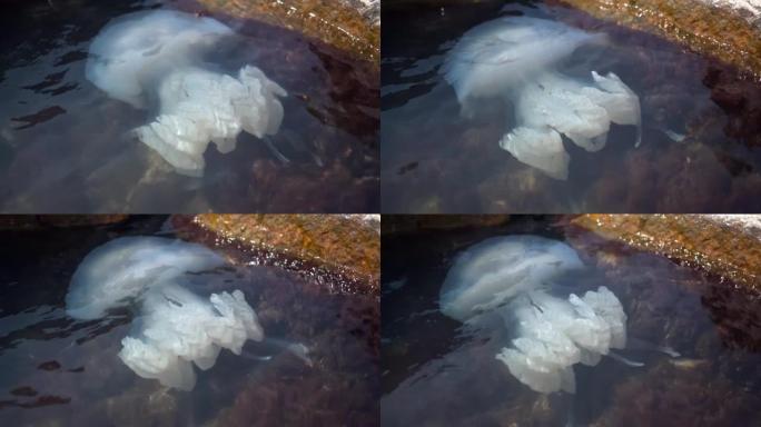 大白色水母特写漂浮在靠近海边的海藻中
