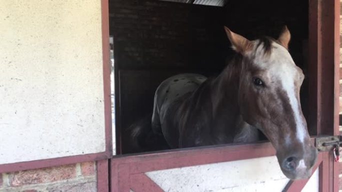 农场马stable中的母马