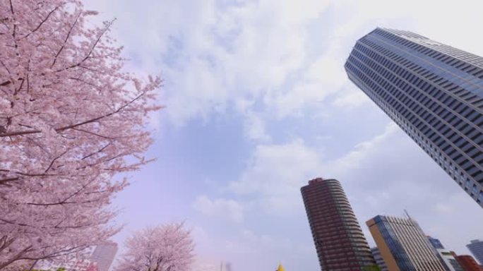 城市盛开的樱花仰视高楼仰拍高楼高楼大厦