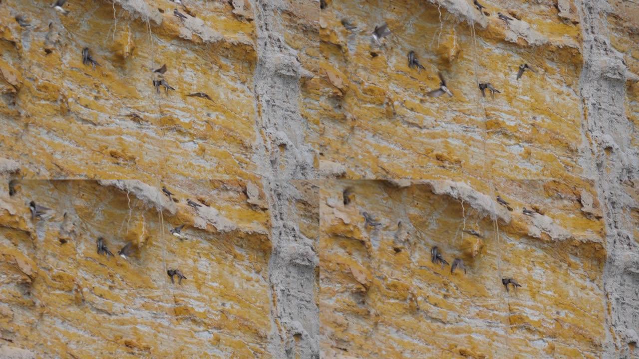 沙马丁 (Riparia riparia)。欧洲沙马丁，美洲的银行燕子。慢动作中的飞鸟。燕子在洞口附