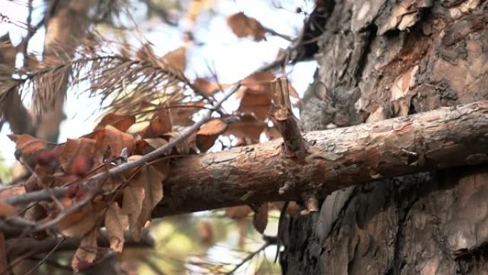 秋天的时候，小老鼠坐在松树林的树枝上，在宏观上卑躬屈膝